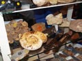 GMA. XXI Feria de Minerales y Fósiles de la Unión