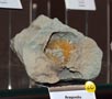 GMA. XXI Feria de Minerales y Fósiles de la Unión