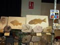 GMA. XXI Feria de Minerales y Fósiles de la Unión