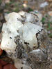 Asociación Cultural Mineralogica de la Sierra de Cartagena la Unión. Excursión a los Pajaritos