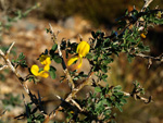   Paraje Barranco de Ojos. Aspe.  Alicante