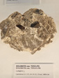 Exposición Tesoros de la Tierra. Minerales de la Comunidad Valenciana. Colección Juan Miguel Casanova Onrubia