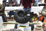    Bologna Mineral Show