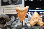    Bologna Mineral Show