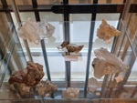 Museo de Minerales de Euskalduna